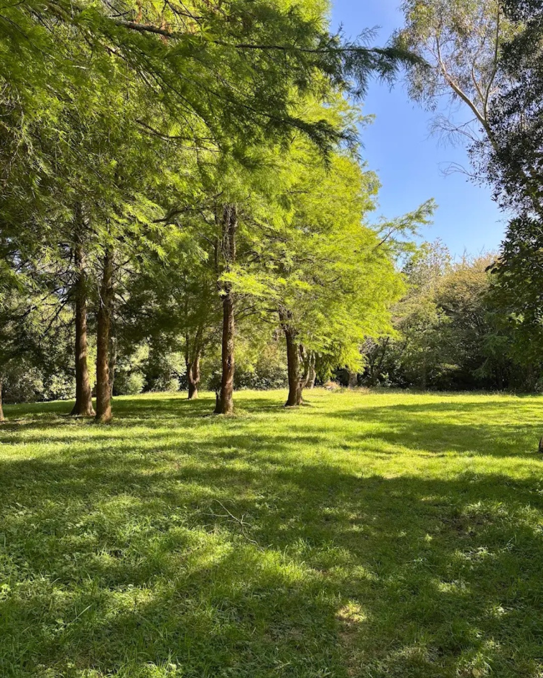 Lush woodland trees and clearing where the bonfire will be lit