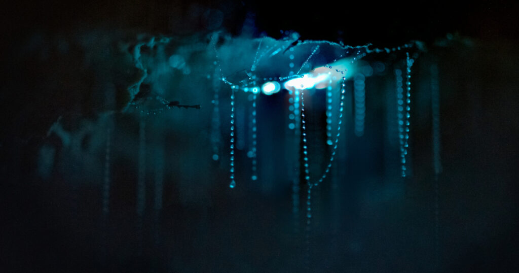 Glow worms shining in the Te Popo bush gorge after dark